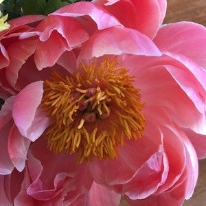 Meet your Posher, Kerry